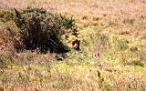 TANZANIA - Serengeti National Park - 018